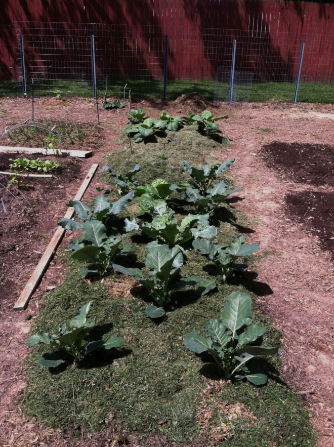 Collards and broccoli, a month later.